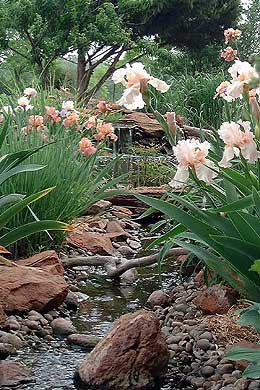 Tour garden iris